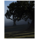 2da52736-3aad-4b35-b032-402a6349ead8