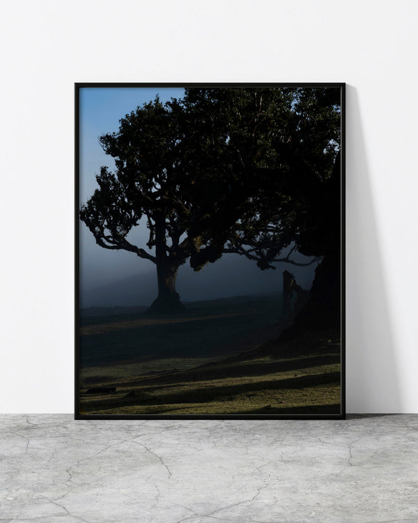  textTree wall art of an ancient laurel silhouetted in drifting fog at Fanal Forest, Madeira