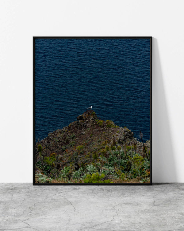 Minimalist ocean wall art of a single seagull on a lichen-covered cliff rock above the deep blue Atlantic, Madeira