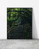Woodland wall art of timber steps climbing into a dense moss-draped laurel forest, Madeira