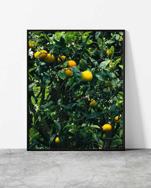 Orange wall art of a sunlit citrus tree heavy with ripe oranges and white blossom