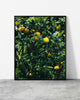 Orange wall art of a sunlit citrus tree heavy with ripe oranges and white blossom