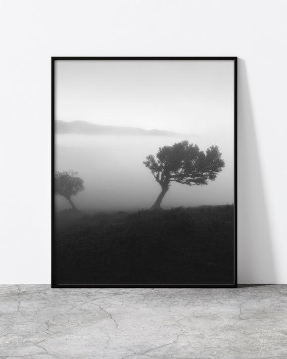 Black and white tree print of two laurel trees in morning fog at Fanal Forest, Madeira
