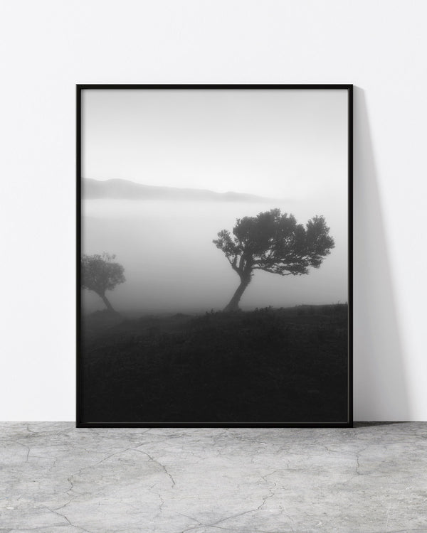 Black and white tree print of two laurel trees in morning fog at Fanal Forest, Madeira