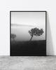 Black and white tree print of two laurel trees in morning fog at Fanal Forest, Madeira
