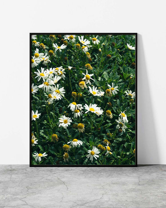 Daisy wall art of a sunlit field of white daisies with golden centres