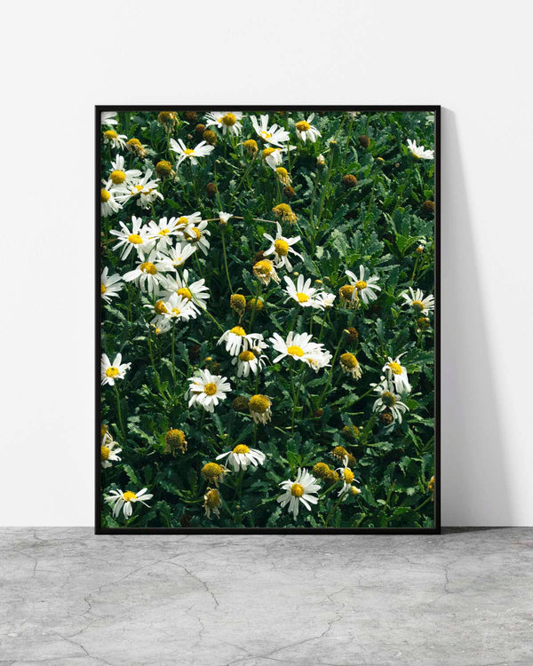Daisy wall art of a sunlit field of white daisies with golden centres