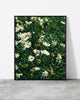Daisy wall art of a sunlit field of white daisies with golden centres