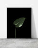 Contemporary botanical wall art featuring a delicate green leaf with striking lighting and deep shadows.